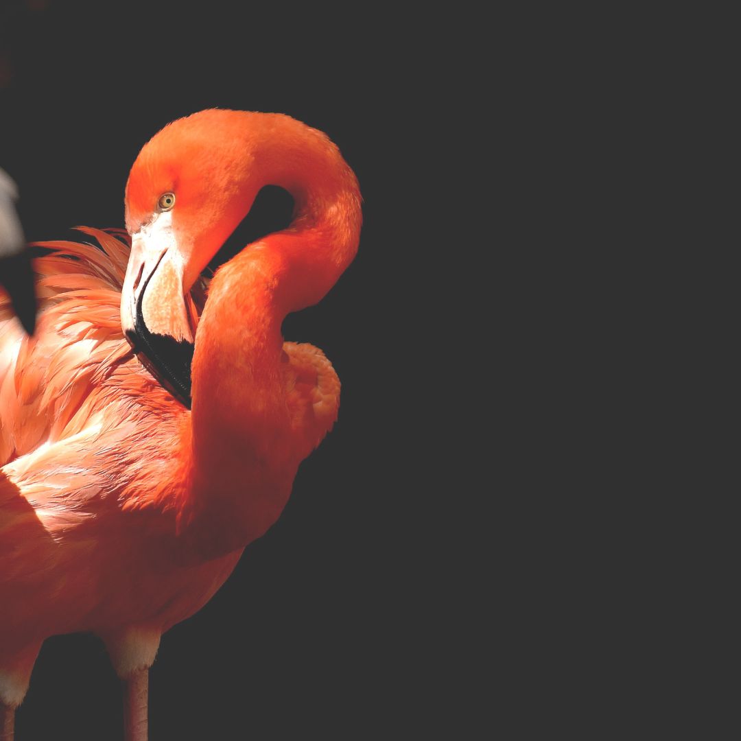 Les carottes sont riches en provitamine A et donnent cette couleurs de pêche à la peau